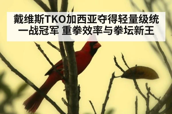 戴维斯TKO加西亚夺得轻量级统一战冠军 重拳效率与拳坛新王